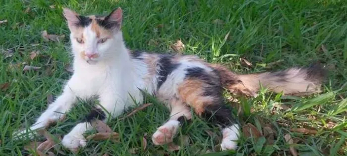 Gato raça Angorá idade 2 a 6 meses nome Crystal