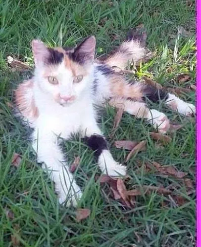 Gato raça Angorá idade 2 a 6 meses nome Crystal