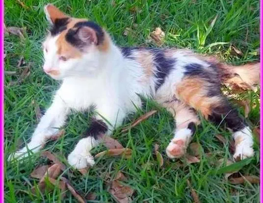 Gato raça Angorá idade 2 a 6 meses nome Crystal