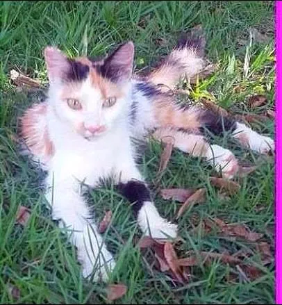 Gato raça Angorá idade 2 a 6 meses nome Crystal