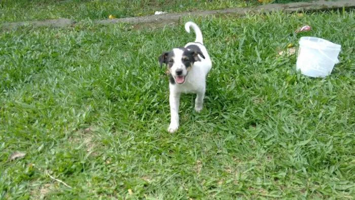 Cachorro ra a SRD idade Abaixo de 2 meses nome Hercules + 4 Filhotes