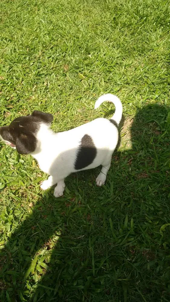 Cachorro ra a SRD idade Abaixo de 2 meses nome Hercules + 4 Filhotes