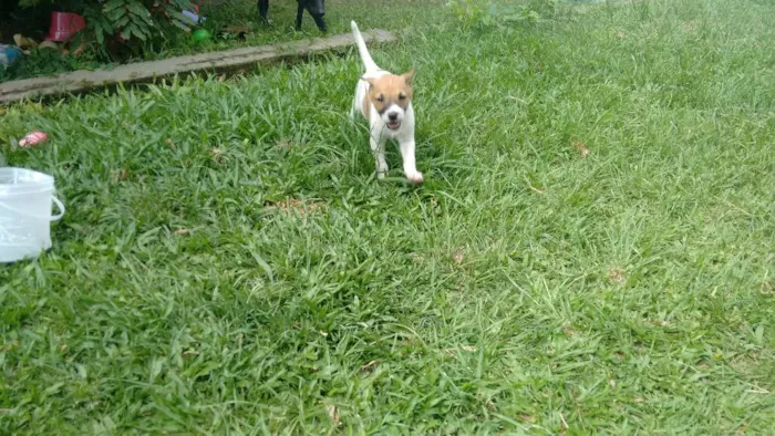 Cachorro ra a SRD idade Abaixo de 2 meses nome Hercules + 4 Filhotes