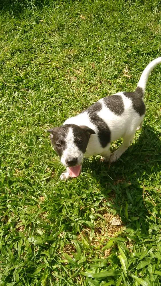 Cachorro ra a SRD idade Abaixo de 2 meses nome Hercules + 4 Filhotes