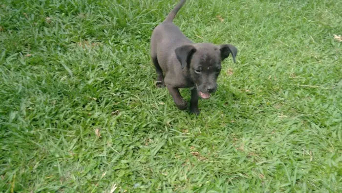 Cachorro ra a SRD idade Abaixo de 2 meses nome Hercules + 4 Filhotes