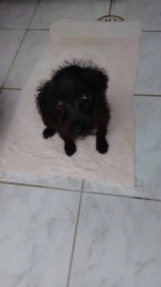 Cachorro ra a srd idade 2 a 6 meses nome Sem nome