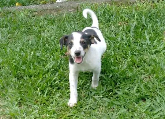 Cachorro ra a SRD idade Abaixo de 2 meses nome Hercules + 4 Filhotes