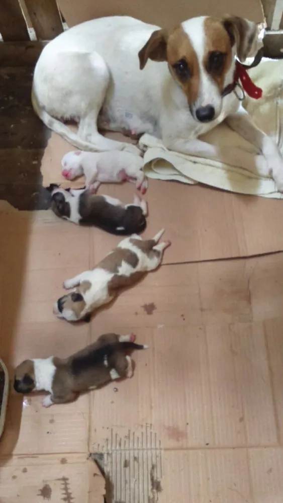 Cachorro ra a Srd idade Abaixo de 2 meses nome Sem nome