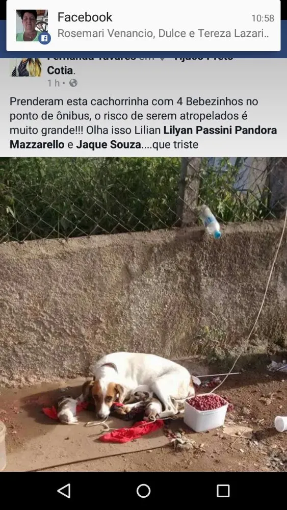 Cachorro ra a Srd idade Abaixo de 2 meses nome Sem nome