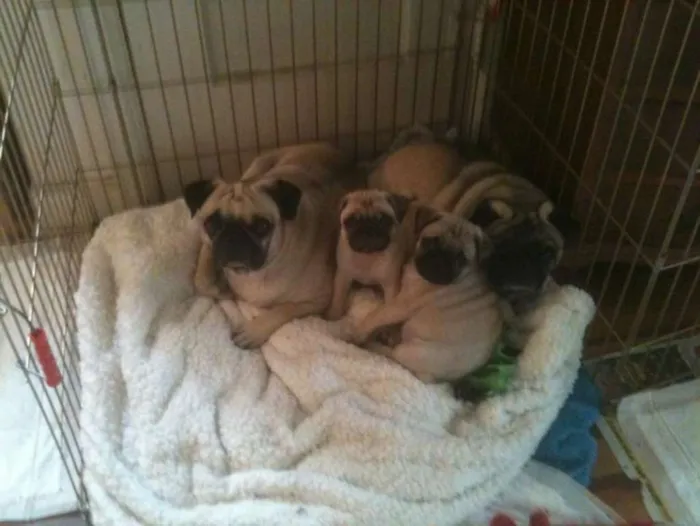 Cachorro ra a PUG idade Abaixo de 2 meses nome PUG