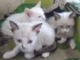 Meggie e filhos