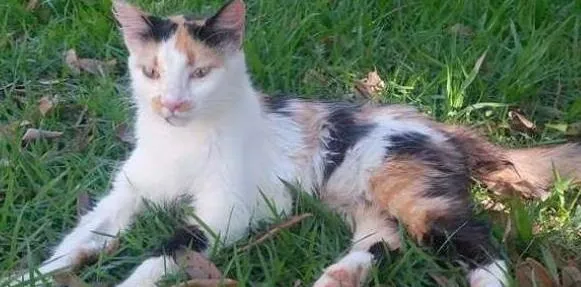 Gato raça Angorá idade 2 a 6 meses nome Crystal