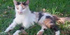 Gato raça Angorá idade 2 a 6 meses nome Crystal