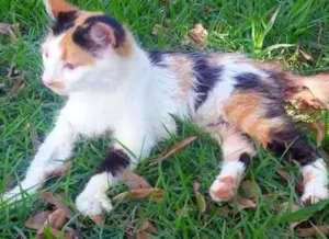 Gato raça Angorá idade 2 a 6 meses nome Crystal