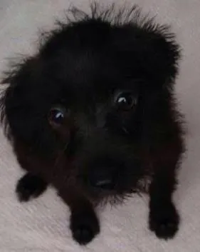Cachorro ra a srd idade 2 a 6 meses nome Sem nome