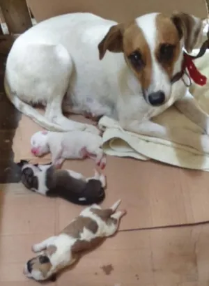 Cachorro raça Srd idade Abaixo de 2 meses nome Sem nome