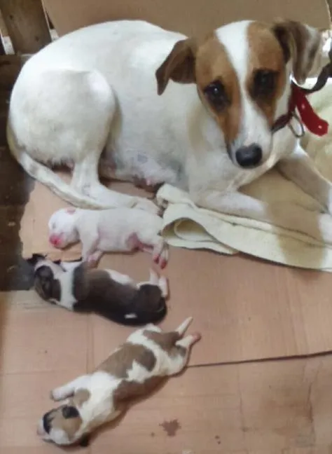 Cachorro ra a Srd idade Abaixo de 2 meses nome Sem nome