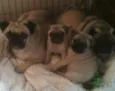 PUG