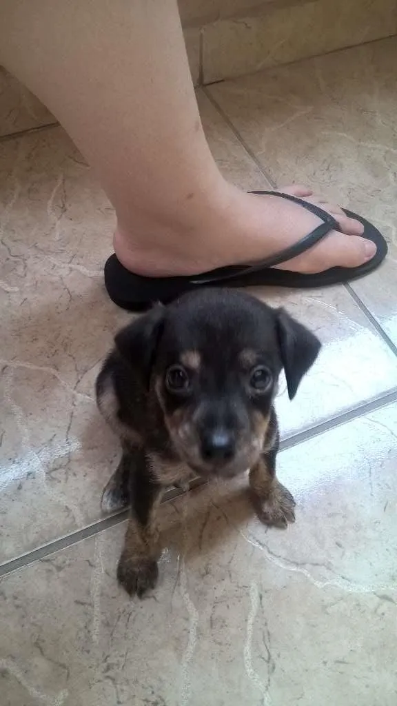 Cachorro ra a vira-lata idade 2 a 6 meses nome marley