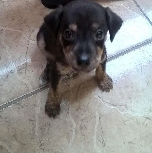 Cachorro ra a vira-lata idade 2 a 6 meses nome marley