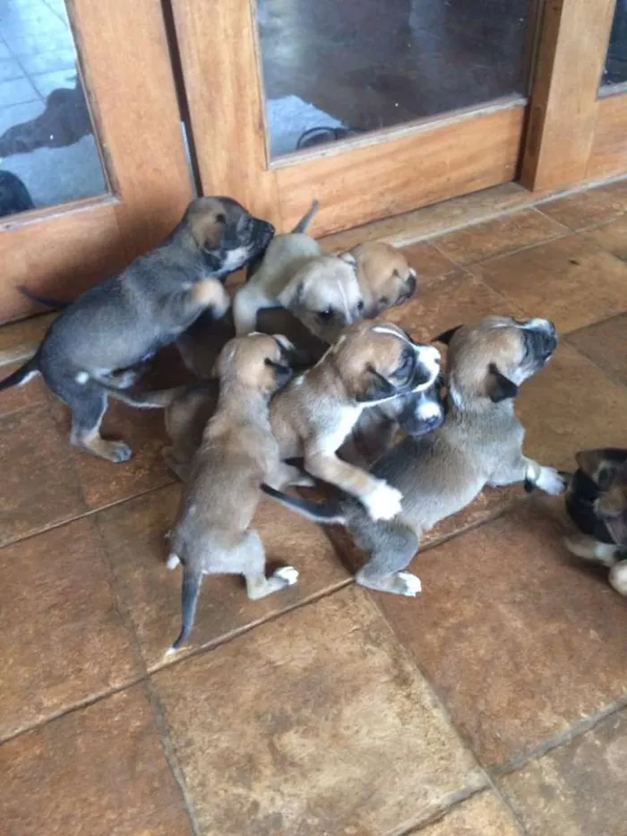 Cachorro ra a  idade Abaixo de 2 meses nome Mesclado, Pretinho,