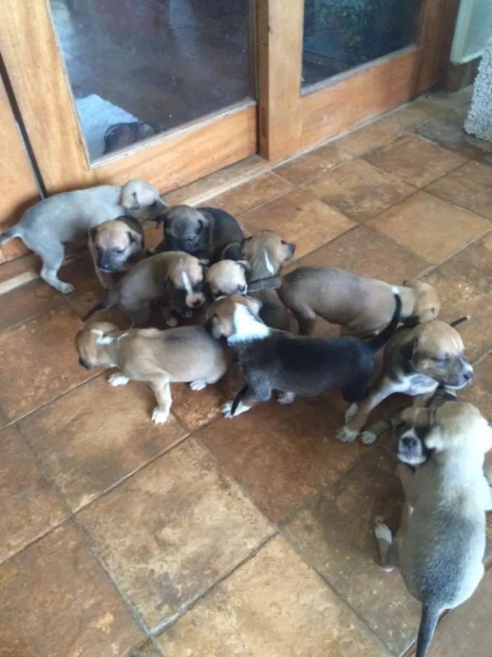 Cachorro ra a  idade Abaixo de 2 meses nome Mesclado, Pretinho,
