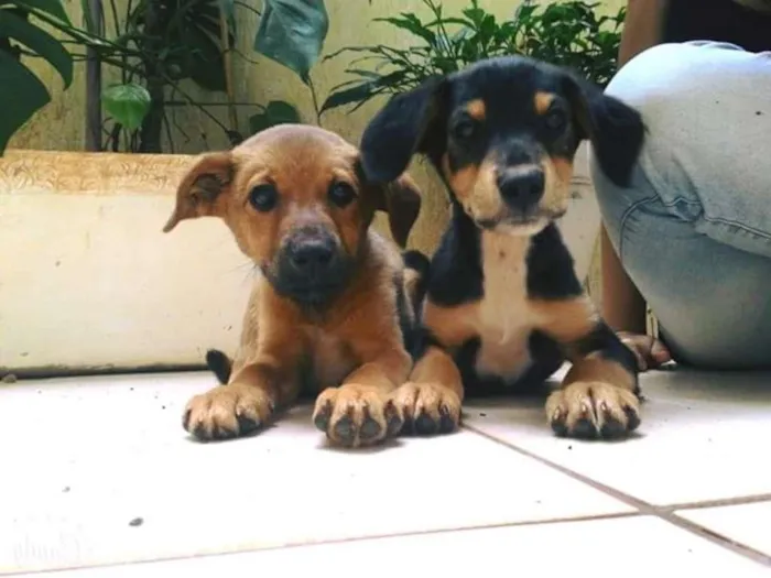 Cachorro ra a  idade 2 a 6 meses nome Não tem
