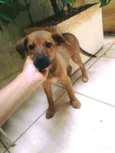Não tem