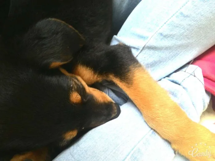 Cachorro ra a  idade 2 a 6 meses nome Não tem