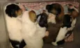 bebês