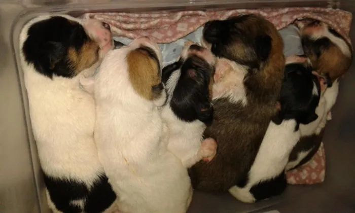 Cachorro ra a srd idade Abaixo de 2 meses nome bebês