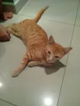 Tigrado
