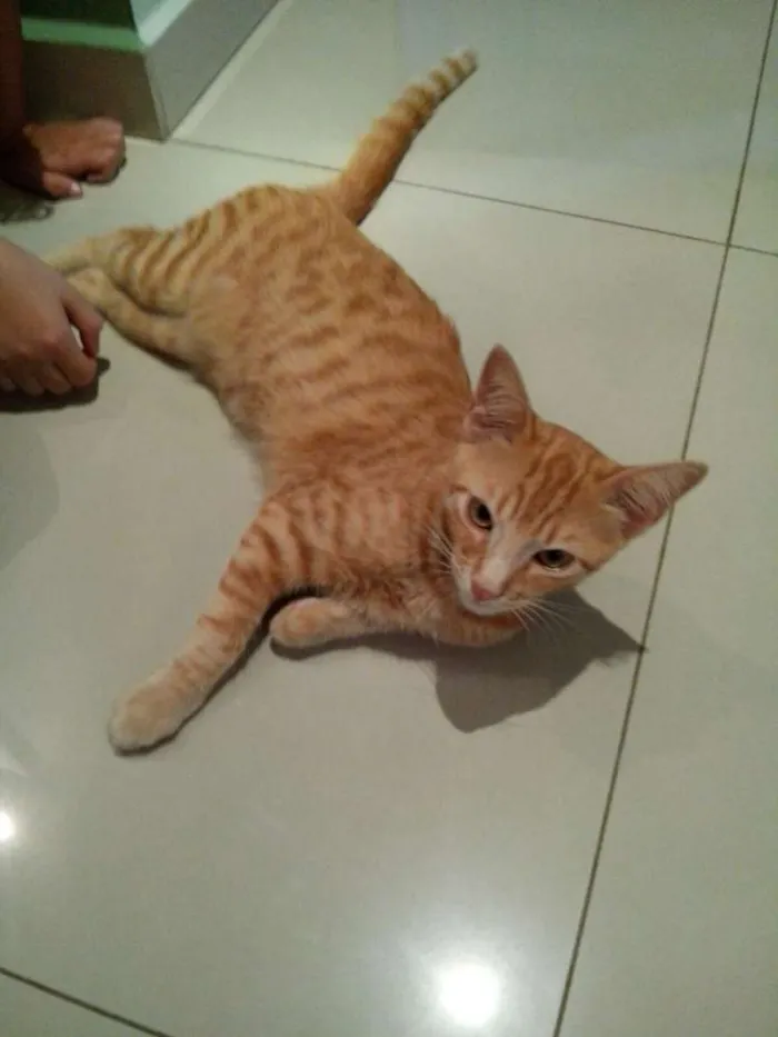Gato ra a SRD idade 2 a 6 meses nome Tigrado