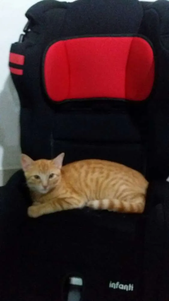 Gato ra a SRD idade 2 a 6 meses nome Tigrado