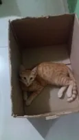 Tigrado