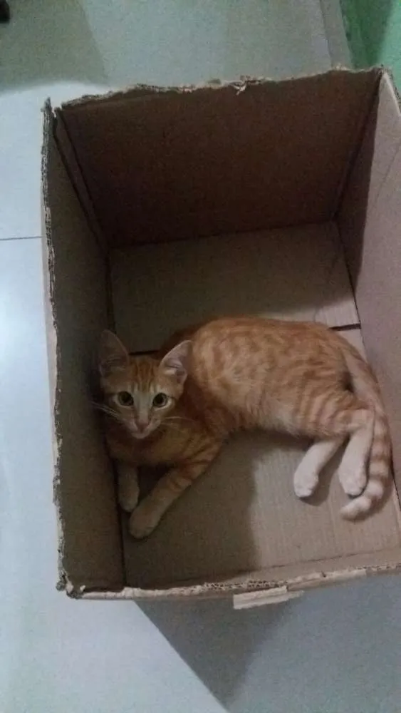 Gato ra a SRD idade 2 a 6 meses nome Tigrado