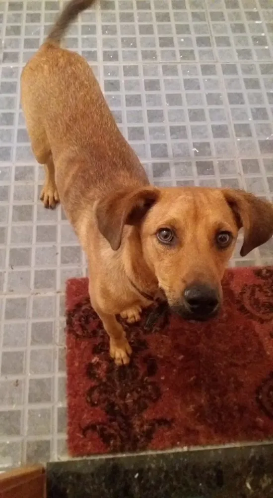 Cachorro ra a Srd idade 1 ano nome Hendrix
