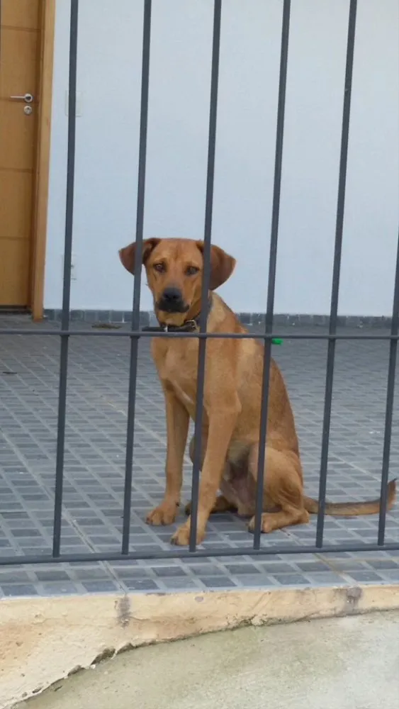 Cachorro ra a Srd idade 1 ano nome Hendrix