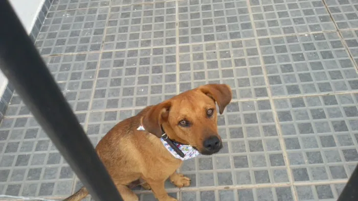 Cachorro ra a Srd idade 1 ano nome Hendrix
