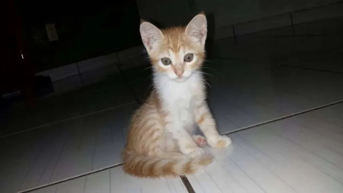 Gato raça  idade 2 a 6 meses nome Aurora