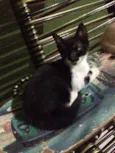 Mia
