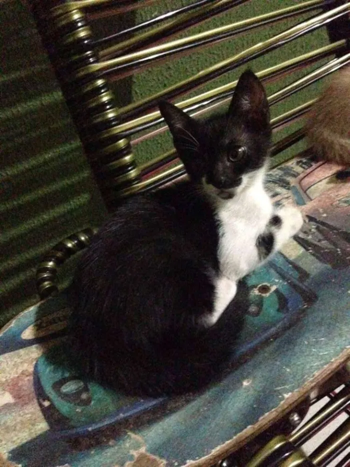 Gato raça  idade 2 a 6 meses nome Mia