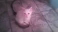 soneca