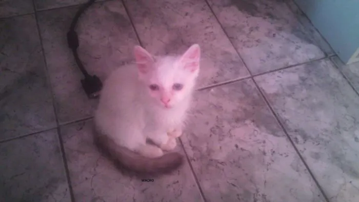 Gato ra a srd idade 2 a 6 meses nome soneca
