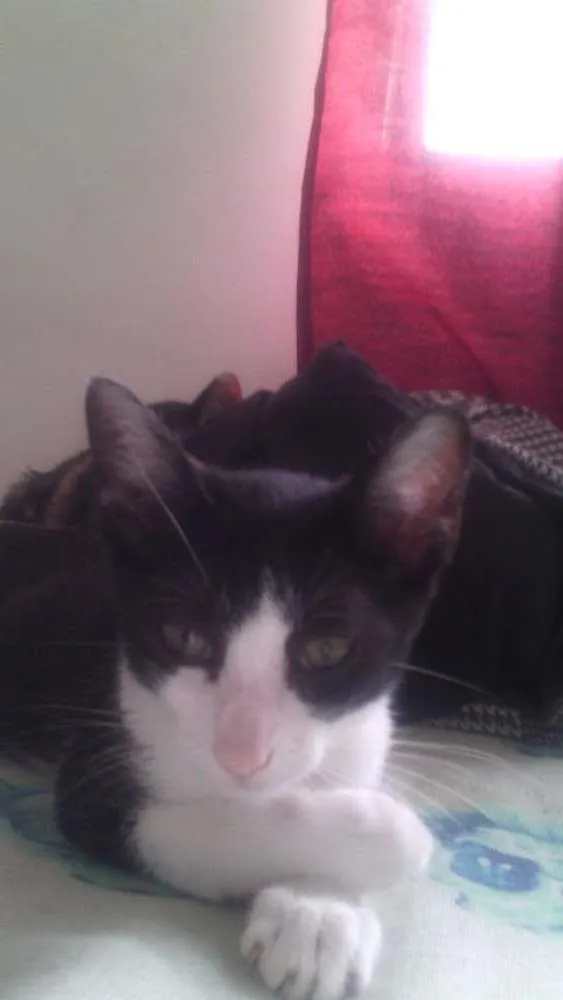 Gato ra a srd idade 2 a 6 meses nome soneca