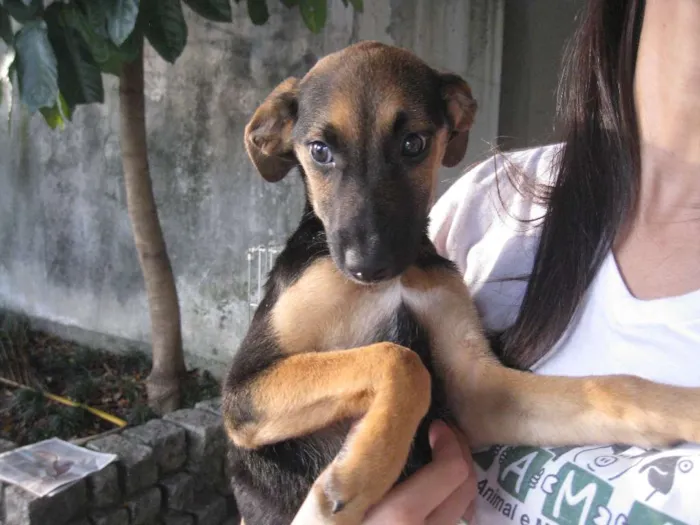 Cachorro ra a SRD idade 2 a 6 meses nome Huriko