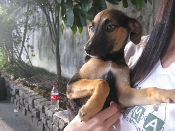 Cachorro ra a SRD idade 2 a 6 meses nome Huriko