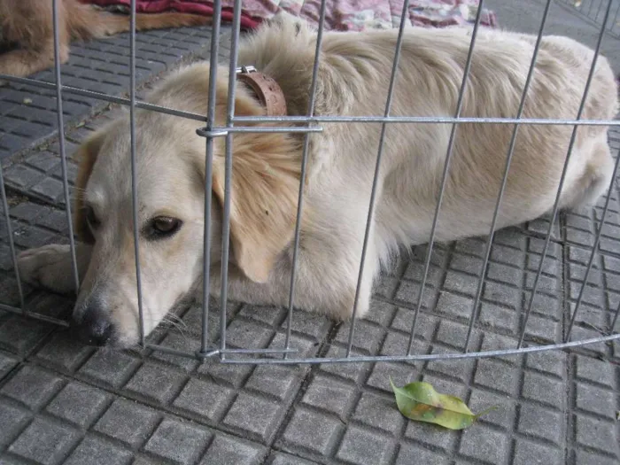 Cachorro ra a SRD idade 2 anos nome Branca