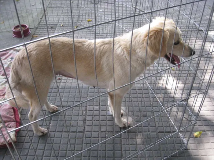 Cachorro ra a SRD idade 2 anos nome Branca
