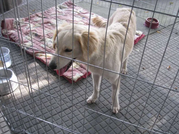 Cachorro ra a SRD idade 2 anos nome Branca